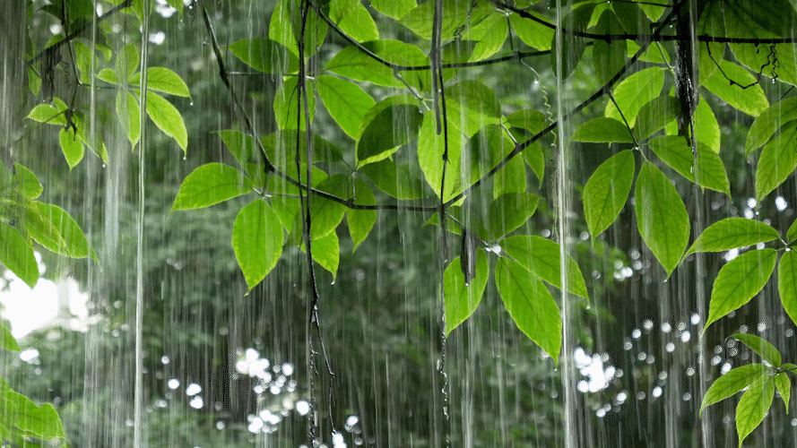 摄图网_401114542_下雨中植物GIF（非企业商用）.gif