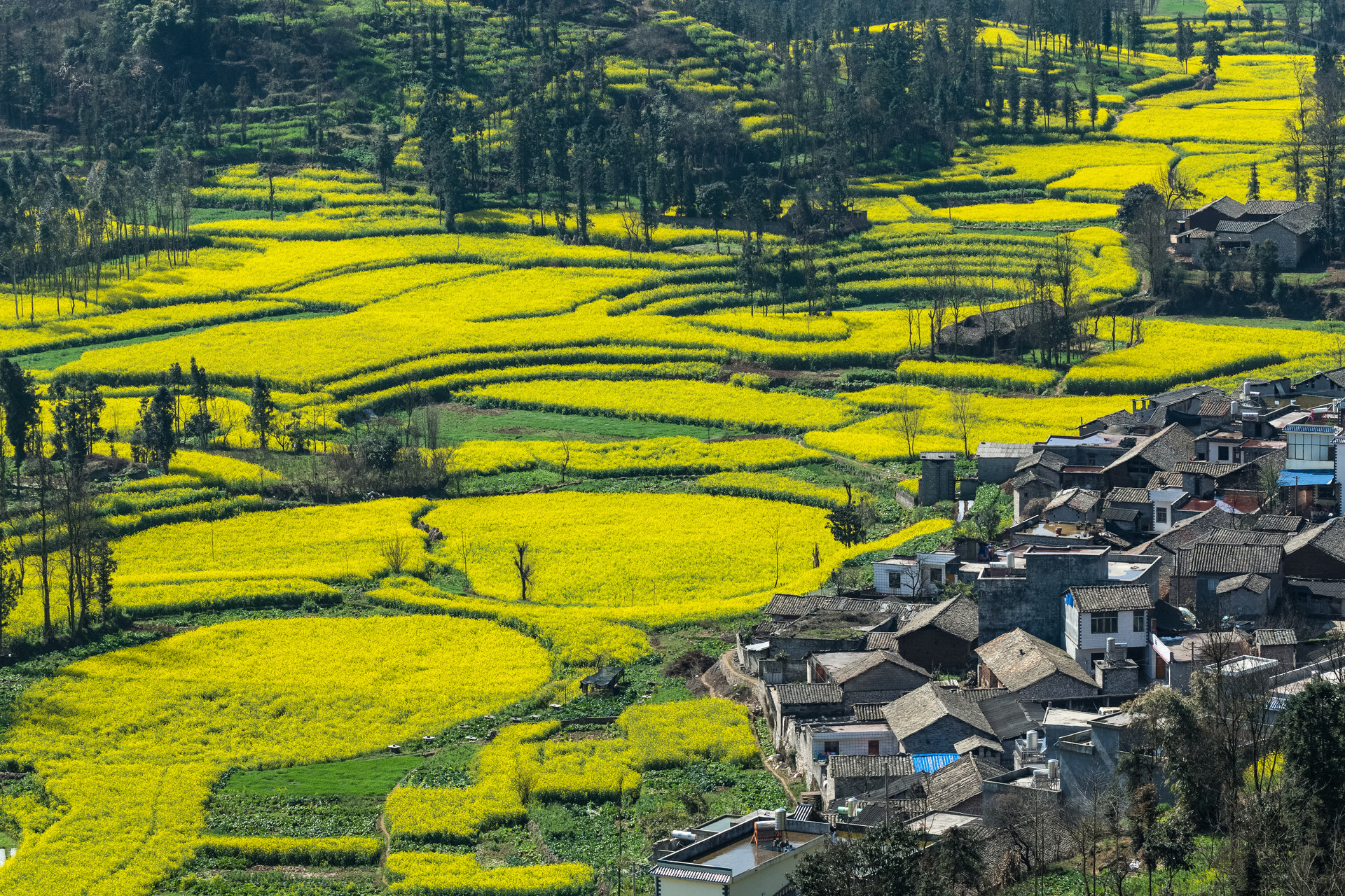 摄图网_500815119_banner_云南罗平螺丝田油菜花（非企业商用）.jpg